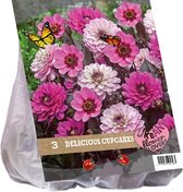 Baltus Urban Flowers Delicious Cupcakes bloembollen per 3 stuks