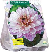 Baltus Dahlia Harmony bloembol per 1 stuks
