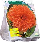 Baltus Dahlia Orange bloembol per 1 stuks