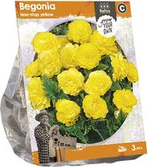 Baltus Begonia Non-stop yellow bloembollen per 3 stuks