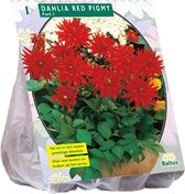 Baltus Dahlia Park Red Pigmy bloembol per 1 stuks