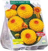 Baltus Dahlia Pompon Sunny Boy bloembol per 1 stuks