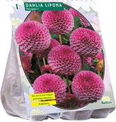 Baltus Dahlia Pompon Lipoma bloembol per 1 stuks