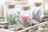 Luchtplantjes in Glazen Flessen – Onderhoudsvrije Tillandsia Kamerplanten – Set van 3