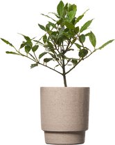 TOODAY Laurierplant in pot Luuk betonlook