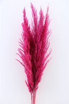 Pampas pluimen gedroogd Cerise - Droogbloemen - Pampasgras - 8 Stuks - GRATIS verzending