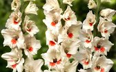Gladiool Mary Housely 50 stuks - Zwaardlelie - Gladiolus