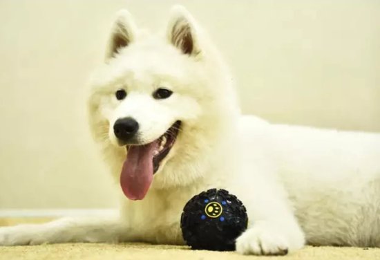 Witte hond ligt naast een zwarte bal met gele pootafdrukken en blauwe stippen.