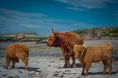 Celtic Tree - Canvas schilderij - Hooglanders aan Zee - 60x90cm - Wanddeco - Premium Canvas - Hooglander - Schotland - Dieren - Zee - Rotsen - Iona - Krachtplaats - Christelijk - K