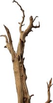 Ghostwood takken gezandstraald 180cm - Decoratieve takken - Gedroogd Hout  - Grote Takken in pot- Erik Kuster Hotel Chique