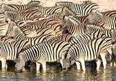 Dibond - Dieren - Zebra / wildlife - Wit / zwart - 100 x 150 cm