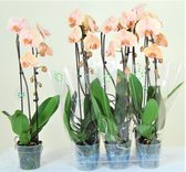 Orchidee van Botanicly – Vlinder orchidee – Hoogte: 55 cm, 1 tak – Phalaenopsis Cascade