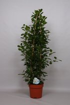 Kamerplant van Botanicly – Vijgenboom – Hoogte: 150 cm – Ficus Moclame