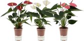 Bloemen van Botanicly – 3 × Flamingoplant – Hoogte: 23 cm – Anthurium