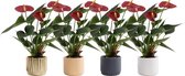 Kamerplanten van Botanicly – 4 × Flamingoplant – Hoogte: 20 cm – Anthurium diamond red