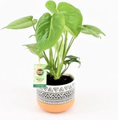 Kamerplant van Botanicly – Gatenplant – Hoogte: 40 cm – Monstera Deliciosa