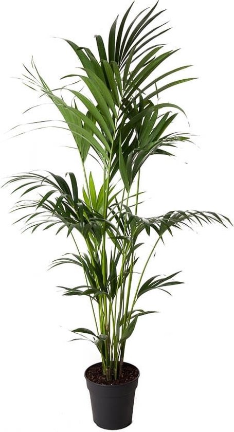 Plant in a Box - Kentia Palm 180cm - XXL Howea Forsteriana - Kamerplant - Pot ⌀24cm - Hoogte ↕160-180cm