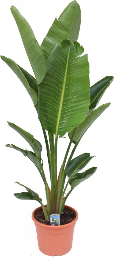 Plant in a Box - Strelitzia Nicolai - Paradijsvogelbloem - Paradijsvogelplant - XXL Groene kamerplant - Pot 28cm - Hoogte 150-170cm