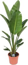 Plant in a Box - Strelitzia Nicolai 170cm - XXL Paradijsvogel Kamerplant - Pot ⌀28cm - Hoogte ↕150-170cm