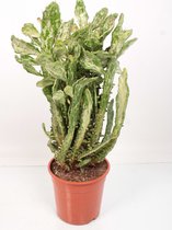 Cactus van Botanicly – Schijfcactus – Hoogte: 80 cm – Opuntia