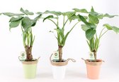 Kamerplanten van Botanicly – 3 × Olifantsoor – Hoogte: 45 cm – Alocasia Cucullata