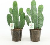 Cactussen van Botanicly – 2 × Opuntia Consolea in zilver metaal pot als set – Hoogte: 30 cm