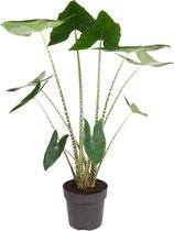 Plant in a Box - Alocasia Zebrina - Grote luchzuiverende kamerplant - Pot 32cm - Hoote 140-150cm