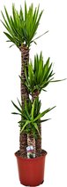 Plant in a Box - Yucca Elephantipes - Stevige kamerpalm - Gemakkelijke kamerplant - Pot 27cm - Hoogte 150-170cm