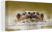 Canvas Schilderij Otter zwemt - 80x40 cm - Wanddecoratie