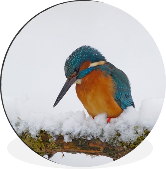 Wandcirkel - Muurcirkel - IJsvogel - Sneeuw - Winter - Aluminium - Dibond - ⌀ - Binnen en Buiten