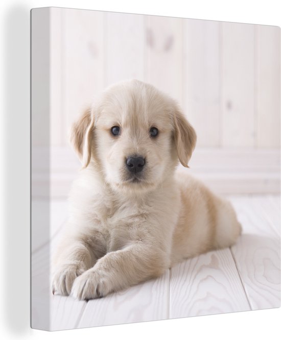 Canvas Schilderij Witte Golden Retriever puppy - 50x50 cm - Wanddecoratie