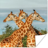 Poster Giraffen - Lucht - Dieren - 50x50 cm