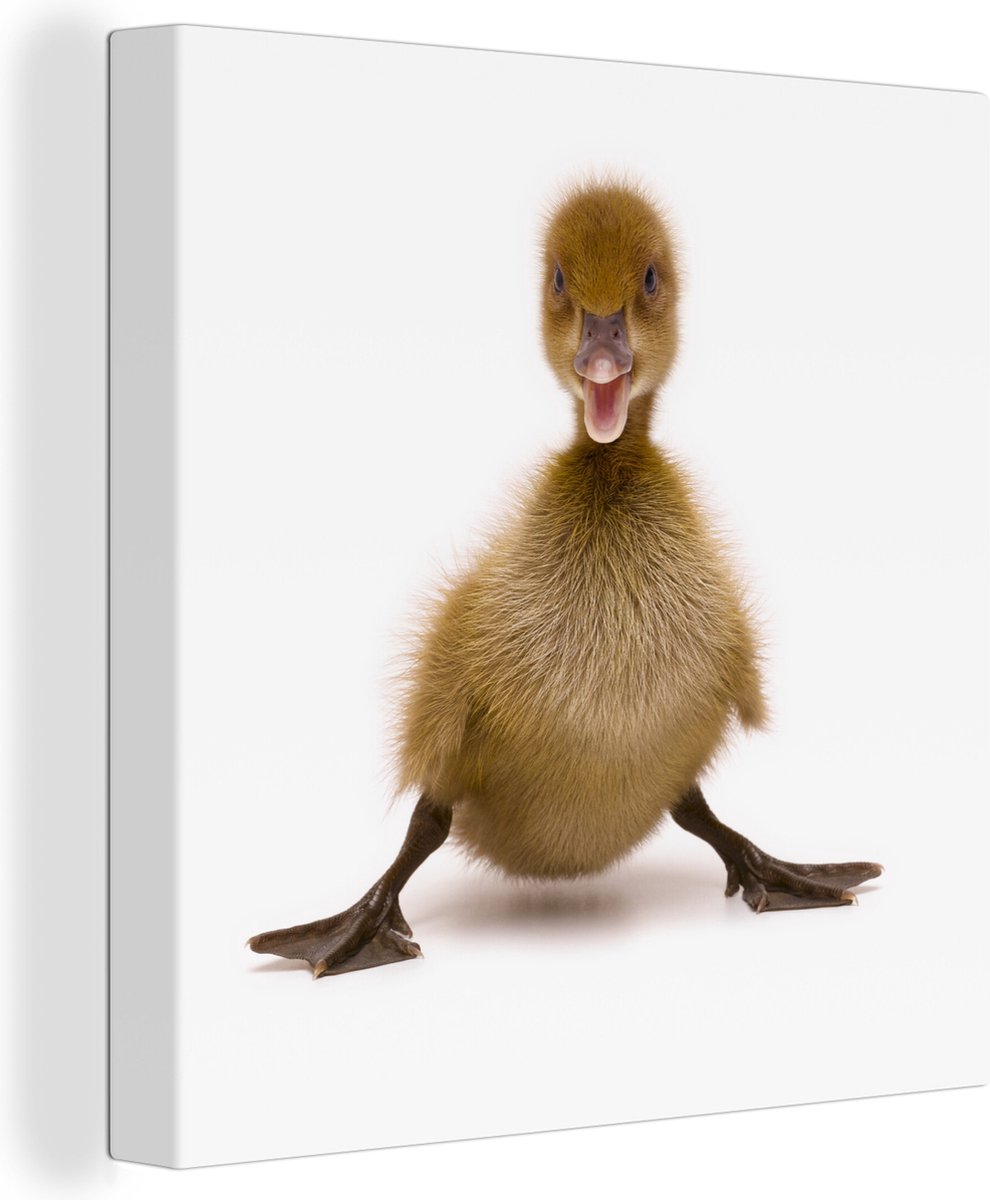 Canvas Schilderij Baby eend die poseert - 90x90 cm - Wanddecoratie