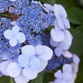 2x Hydrangea macrophylla ‘Endless Summer Twist-n-Shout® Blue’ – Hortensia