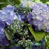 2x Hydrangea macrophylla ´Endless Summer The Original Blue®’ – Hortensia