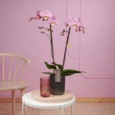 Optistar Padova orchidee roze in Molise antraciete pot | Ø 12 cm | ↕ 55-65 cm
