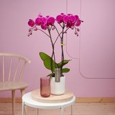 Optistar Joyride orchidee paars in Molise witte pot | Ø 12 cm | ↕ 55-65 cm