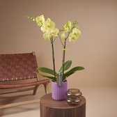 Optistar Ferrara orchidee geel in Molise lilac pot | Ø 12 cm | ↕ 55-65 cm