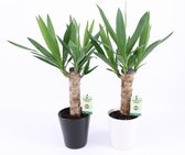Kamerplanten van Botanicly – 2 × Palmlelie – Hoogte: 50 cm – Yucca