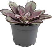 Cactus van Botanicly – Echeveria  Nodulosa – Hoogte: 6 cm