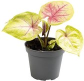 Kamerplant van Botanicly – Caladium Bella – Hoogte: 10 cm