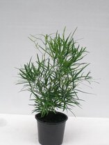 Kamerplant van Botanicly – Sicklethorn – Hoogte: 25 cm – Asparagus falcatus