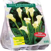 Baltus Calla Zantedeschia Wit Callalelie bloembollen per 3 stuks