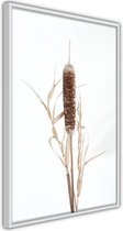 Typha.