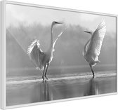 Black and White Herons