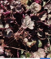 3 x Heucherella hybr. 'Quicksilver'® - Schuimklokje in pot 9 x 9 cm