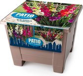 15x Gladiolen doe-het-zelf-kit  | Gladiolen bollen | Gemengde kleuren | Incl. bio afbreekbare pot, grond, bollen en plantinstructies