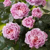 3x Rosa Hybride "Diamant'' | Rozenstruik winterhard | Roze bloemen | Grootbloemige rozen | Kale wortel planten | Leverhoogte 25-40cm