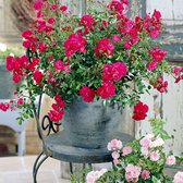 3x Rosa "Fairy Dance'' | Bodembedekkende rozenstruik | Winterhard | Rode bloemen | Kale wortel planten | Leverhoogte 25-40cm