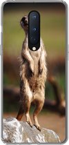 Geschikt voor OnePlus 8 hoesje - Stokstaartje - Dier - Wild - Siliconen Telefoonhoesje